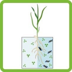 the addition of putrescine to the roots of rice (Oryza sativa)